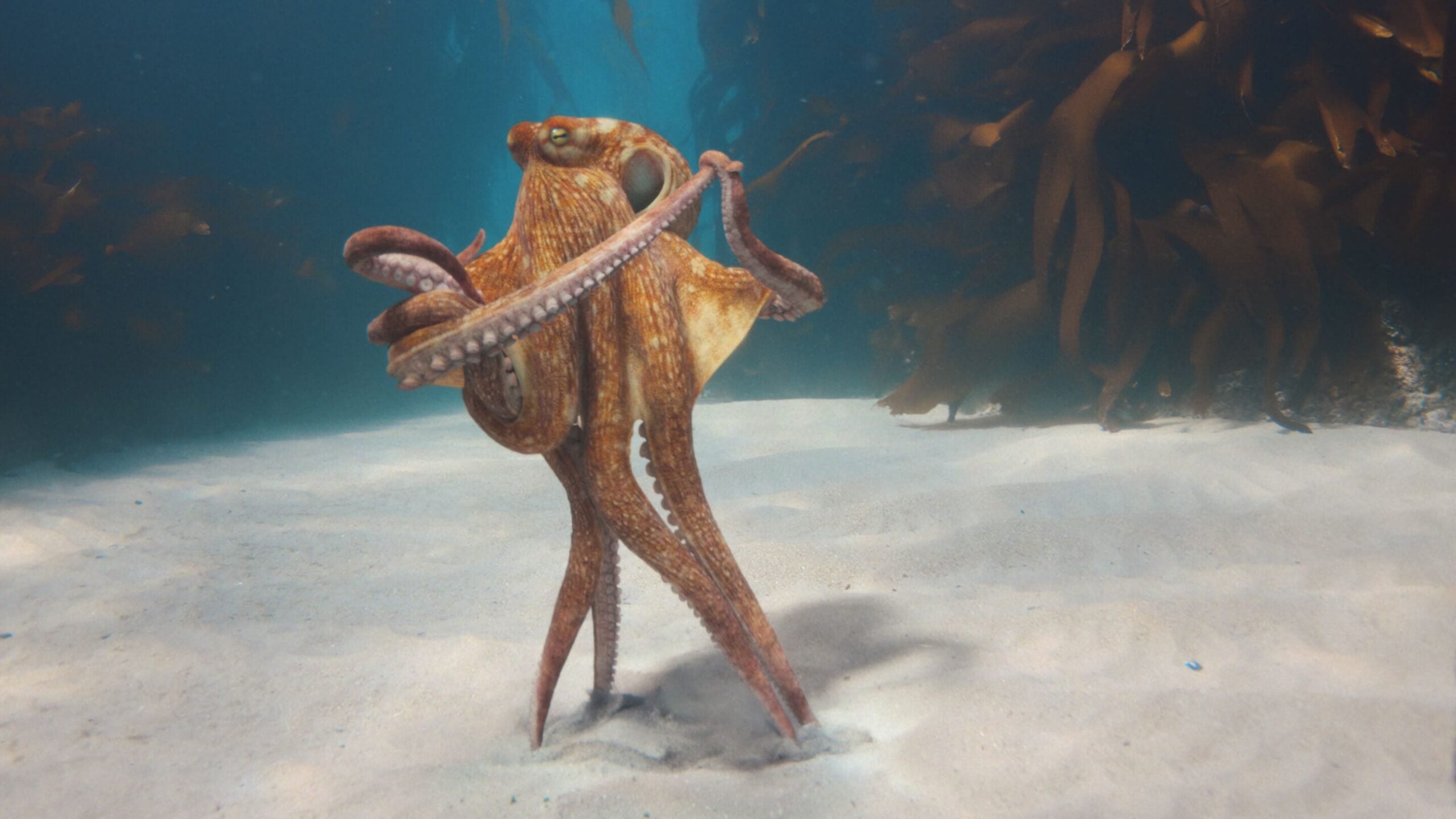 Parasol Island - Integrated Digital Studio